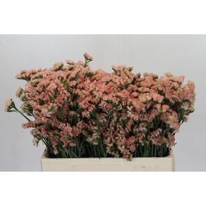 Limonium sinuatum Honey Apricot