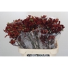 Anigozanthos Early Spring