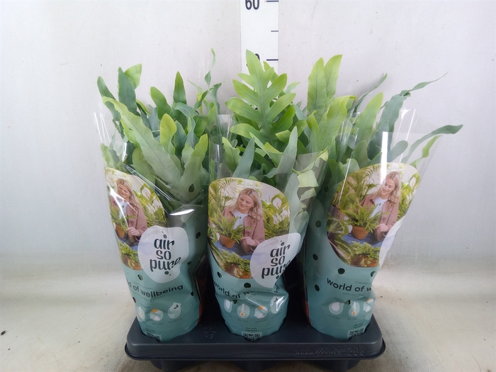 <h4>Phlebodium aureum 'Blue Star'</h4>