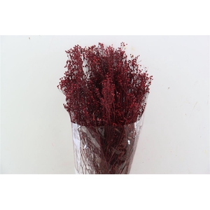 Dried Brooms Bordeaux Bunch
