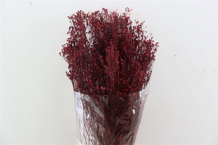 <h4>Dried Brooms Bordeaux Bunch</h4>