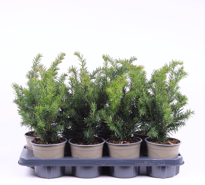 <h4>Taxus Baccata Repandens</h4>