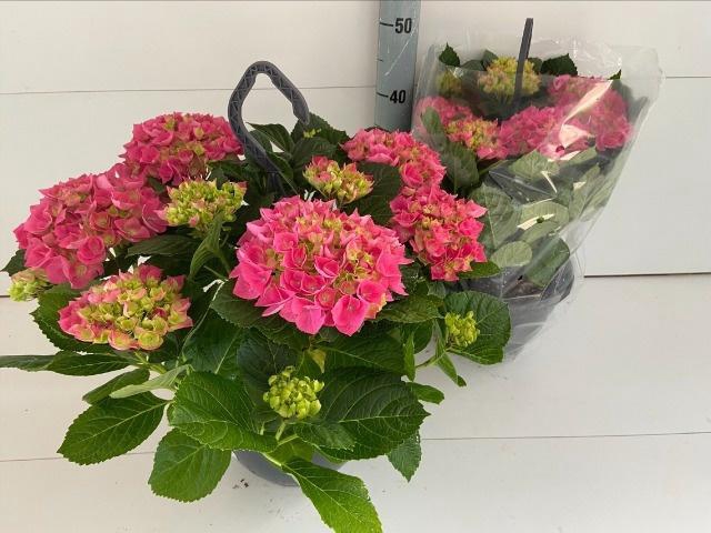 <h4>HYDR M HI CANAL</h4>