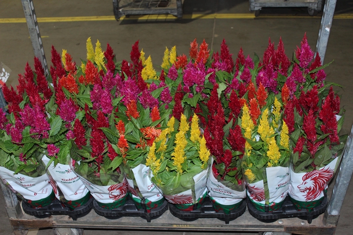<h4>CELOSIA P14 VARIADO</h4>