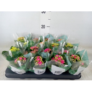 Kalanchoe blos. 'Rosalina'  ..mix 6