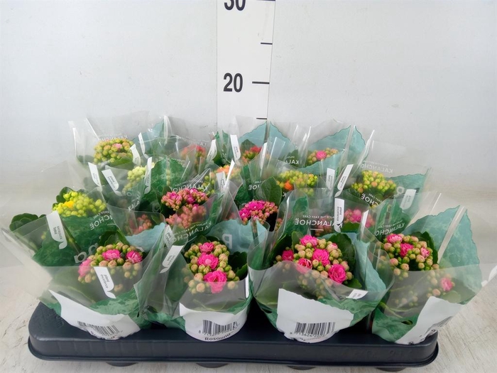 <h4>Kalanchoe blos. 'Rosalina'  ..mix 6</h4>
