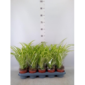 Chlorophytum com. 'Variegatum'