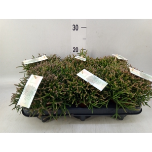 Rhipsalis burchellii