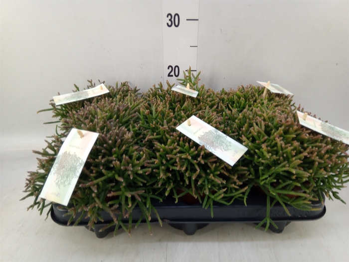 <h4>Rhipsalis burchellii</h4>
