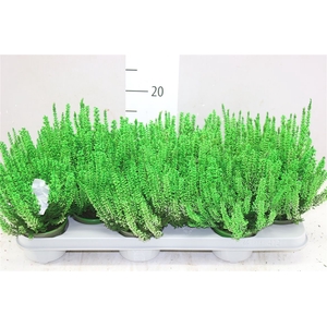Calluna Painted Green
