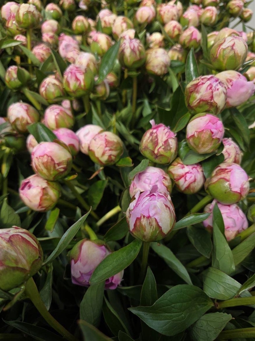 <h4>Paeonia L Sarah Bernhardt 60 Cm</h4>