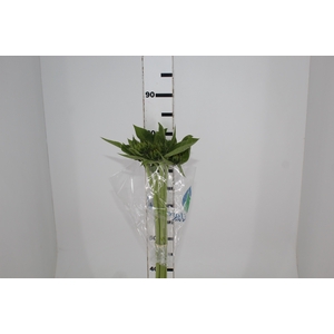 GIRASSOL 070 CM