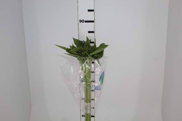 <h4>GIRASSOL 070 CM</h4>