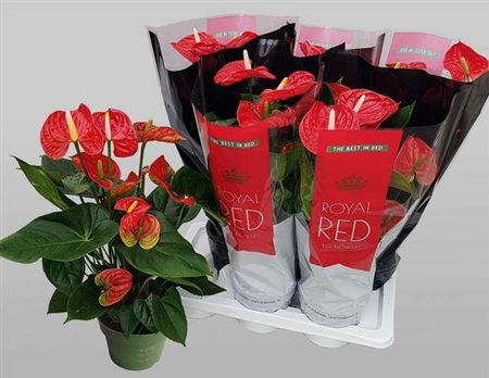 <h4>Anthurium Andreanum Grp Madural</h4>