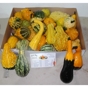CUCURBITA MAYA MIX