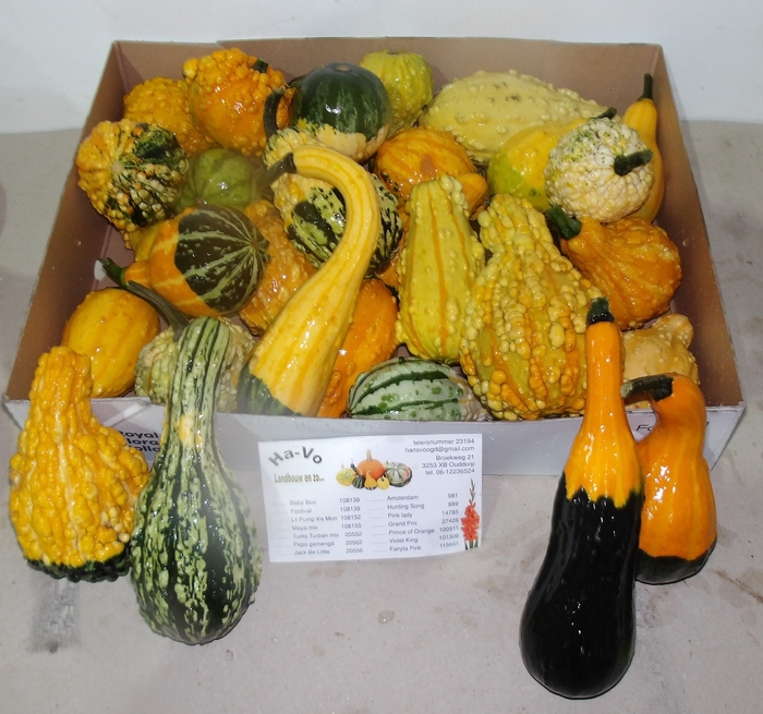 <h4>CUCURBITA MAYA MIX</h4>