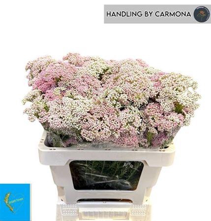 <h4>Ozoth Cooks Tall Pin</h4>