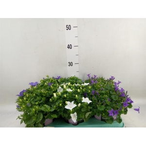 Campanula   ...