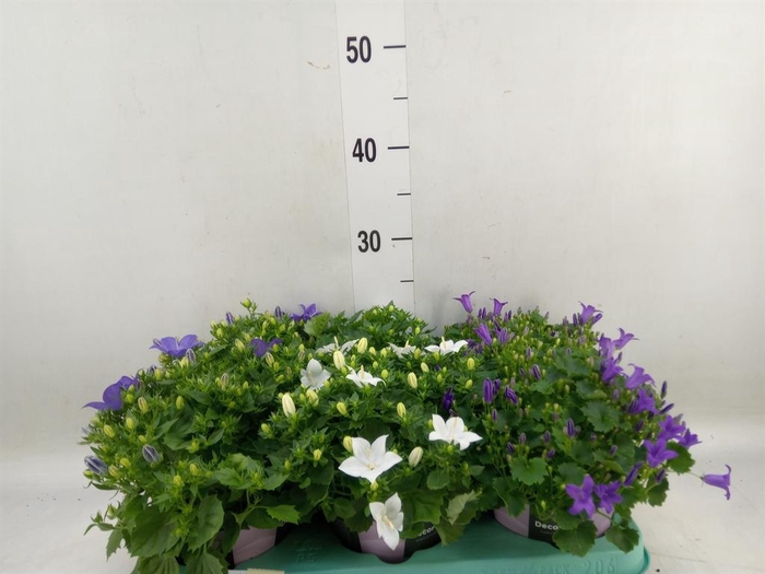 <h4>Campanula   ...</h4>