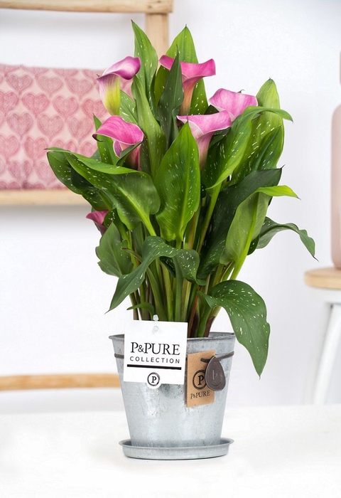 <h4>Zant Garnet Glow 3+ Zink Louise</h4>