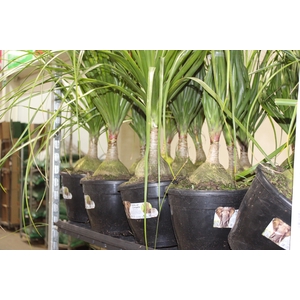 BEAUCARNEA P24