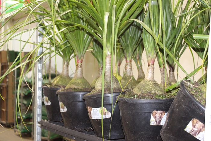 <h4>BEAUCARNEA P24</h4>
