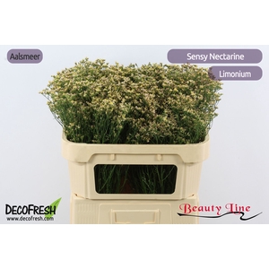 LIM SIN SEN NECTARIN