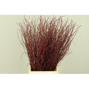 Betula Bs Bordeaux Fst