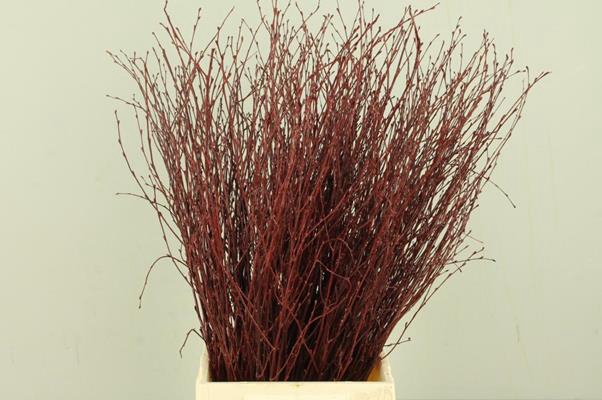 <h4>Betula Bs Bordeaux Fst</h4>