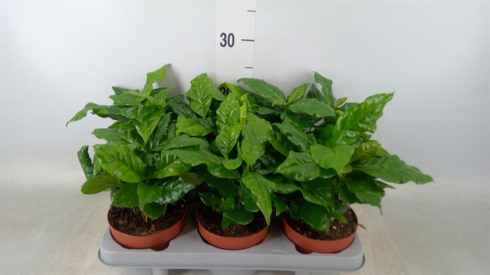 <h4>Coffea arabica</h4>