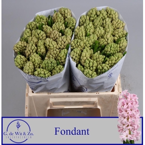 HYAC FONDANT