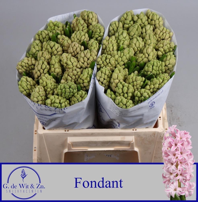 <h4>HYAC FONDANT</h4>