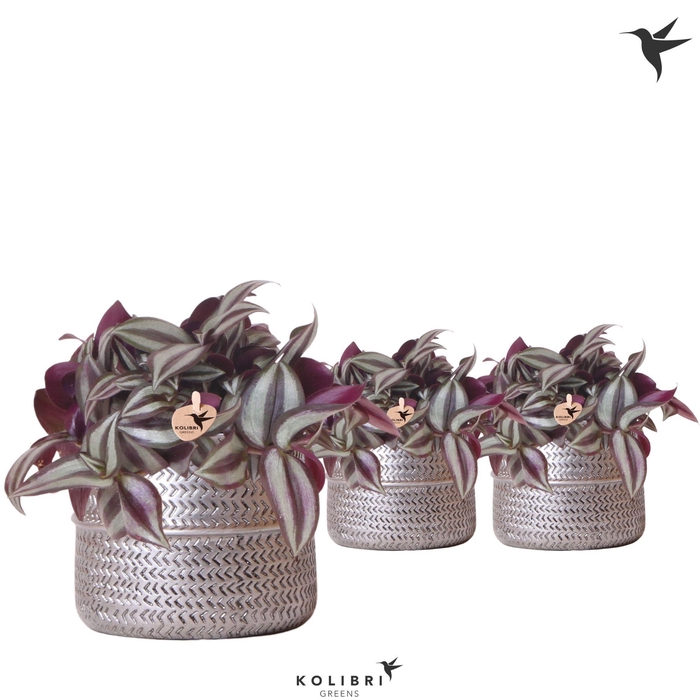 <h4>Kolibri Greens Tradescantia Zebrina in Groove pot silver</h4>