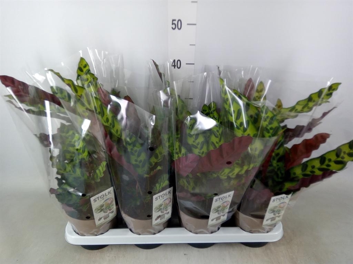 <h4>Calathea lancifolia</h4>