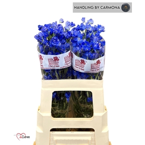 DELPH EN JENNY PEARL