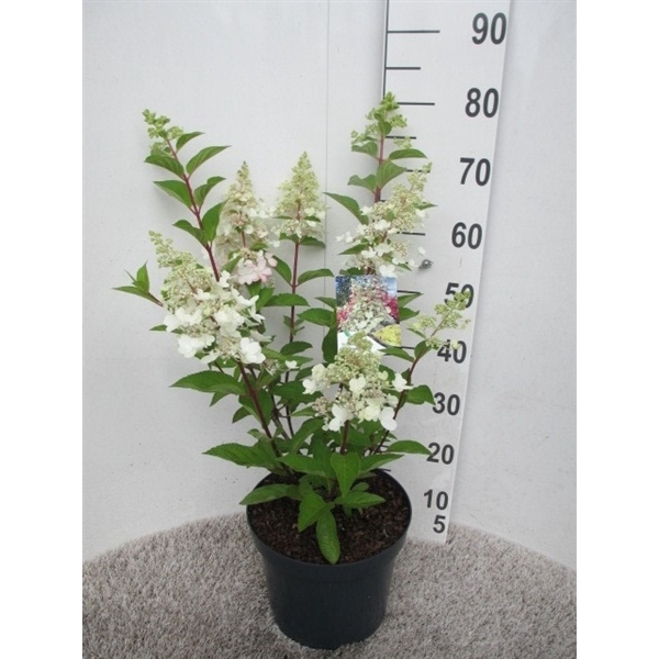 <h4>Hydrangea pan. Candlelight 50-60 P26</h4>