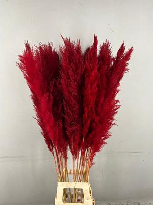 Df Pampas 130cm Red