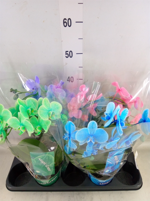 <h4>Phalaenopsis   ...</h4>