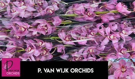 <h4>Cymb T Pink Floyd</h4>