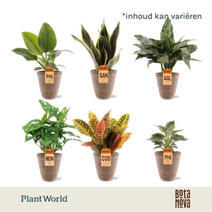 Nature mix Mix in Polystone pot