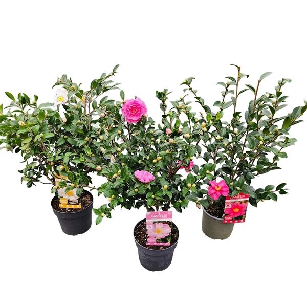 <h4>Camellia sas. 'MIX' Premium</h4>