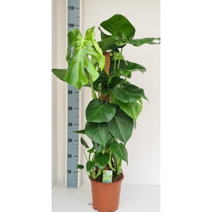 Monstera delic.