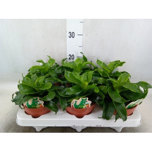 Dracaena fr de   ...