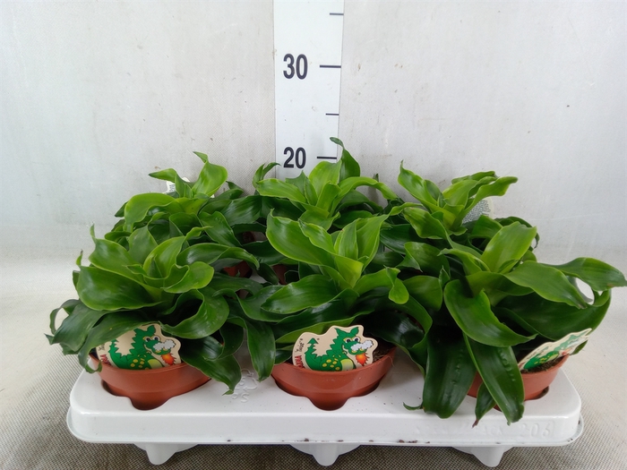 <h4>Dracaena fr de   ...</h4>