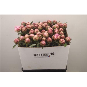 Paeo L Sarah Bernhard Pink Ex