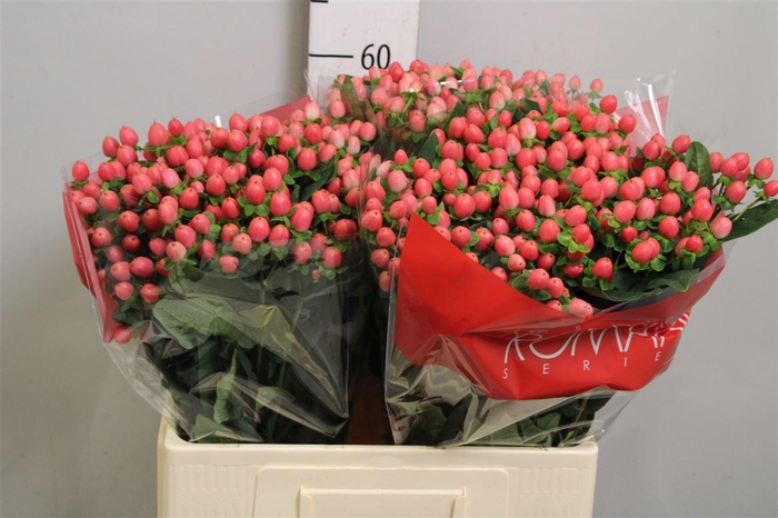 <h4>Hyp Sweet Romance</h4>