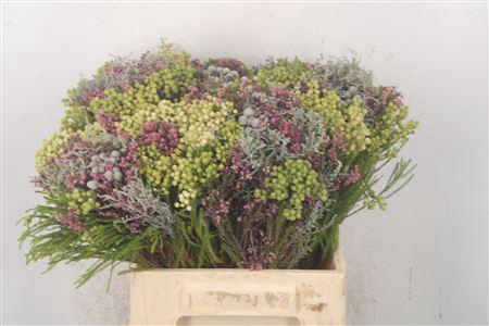 <h4>Erica Bqt Mix Premium</h4>