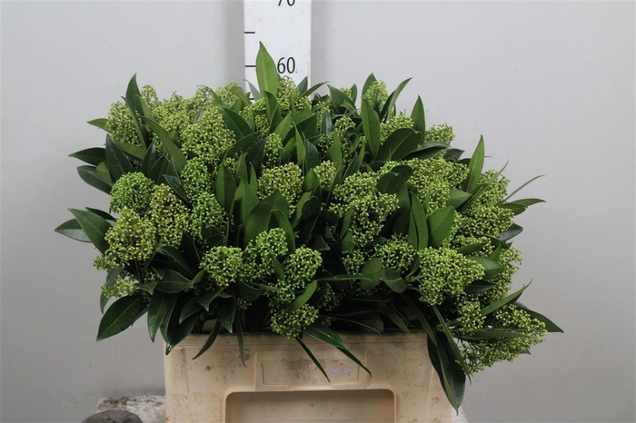 <h4>Skim C Kew Green Bs</h4>