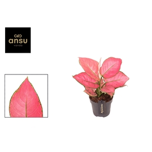 Aglaonema Raspberry Love