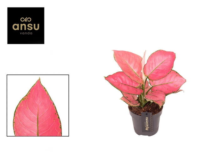 <h4>Aglaonema Raspberry Love</h4>